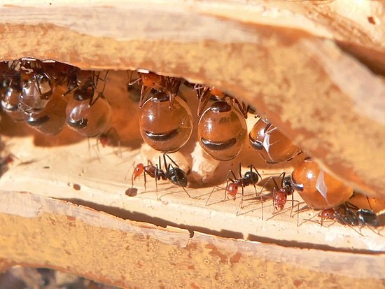 　贮蜜蚁通常悬挂在蚁穴的天花板上。图片来源：wikipedia