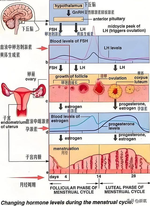 结婚以后比小s还敢说？记者催胎直接回怼不如停经 - 14