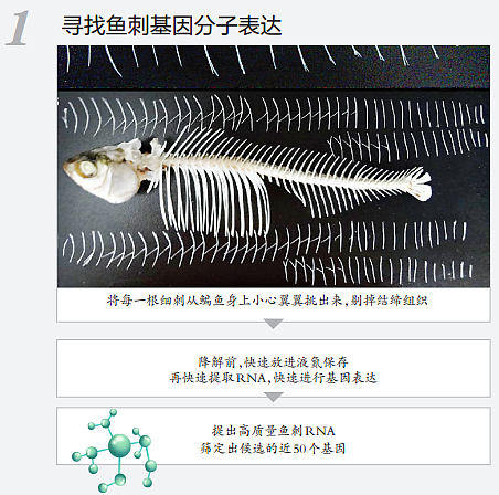 无刺鱼要来了，下一个你还会期待什么？ - 14