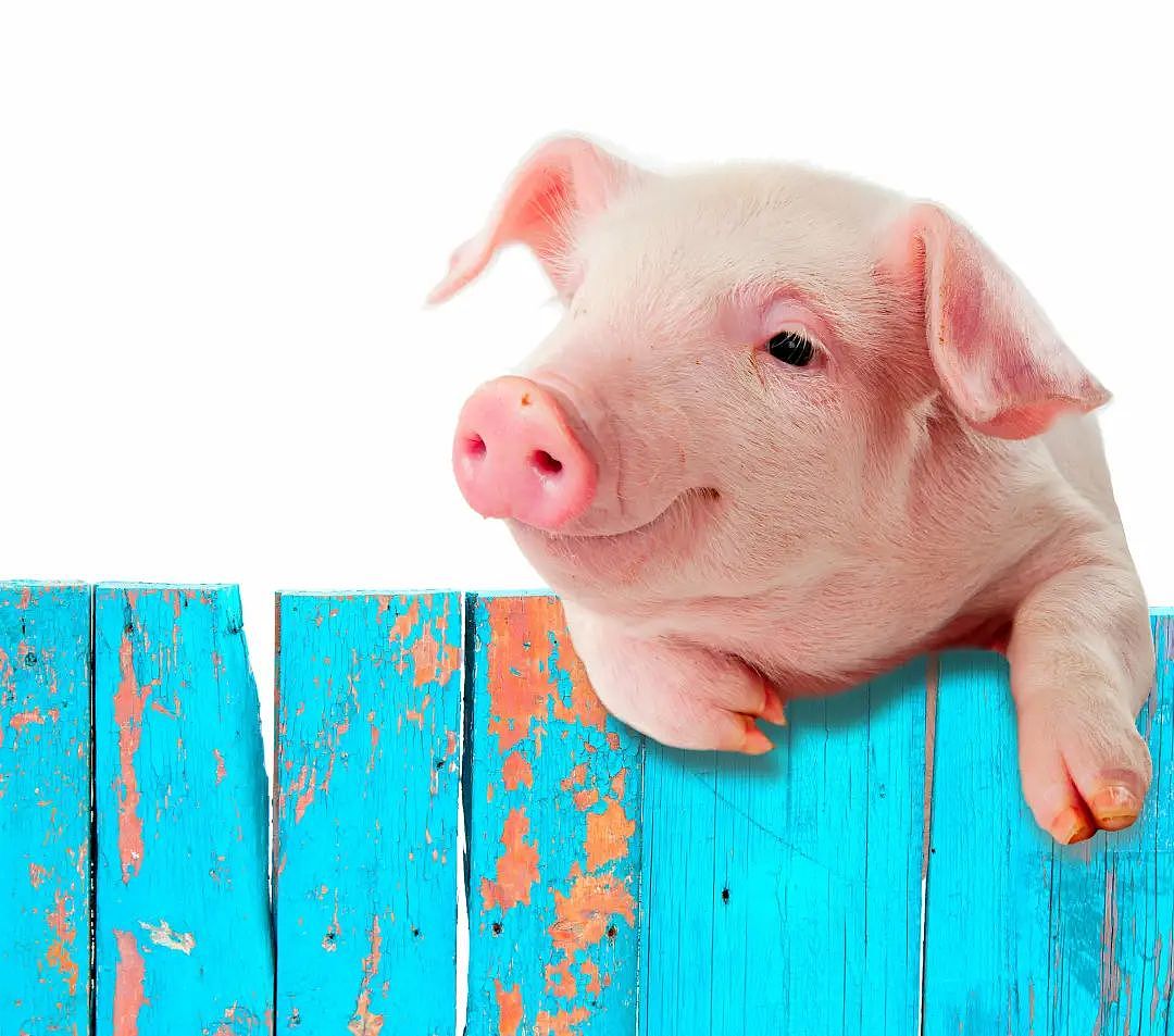 猪肾成功植入人体，但器官移植新时代还远未到来 - 6