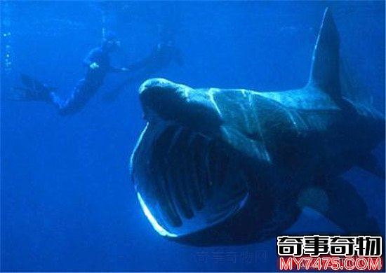 世界上最恐怖的巨口鲨（张开嘴宽约1.5米）
