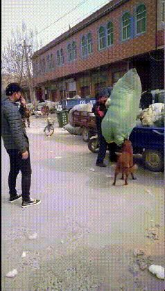 搞笑GIF：传说中的中华田园犬，自己看猛不猛 - 5