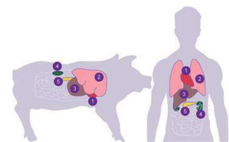 人和猪身上的器官大小比较，图片来自nai500.com