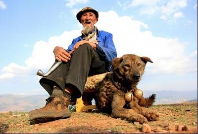 老人带狗参演电影《老人与狗》，拍完电影，为何人与狗皆被枪决