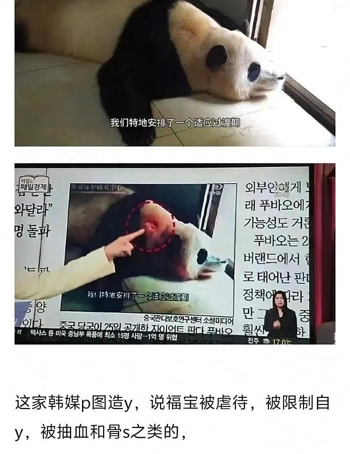 打脸闹事韩星！熊猫福宝断毛风波升级，在韩国饲养期间问题更大 - 8
