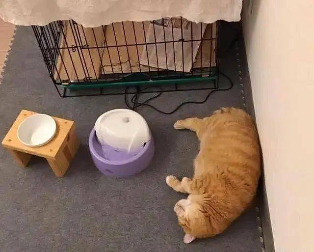 橘猫贪睡，每日昏睡20个小时，医生：这不是病，只能让它自然醒 - 5