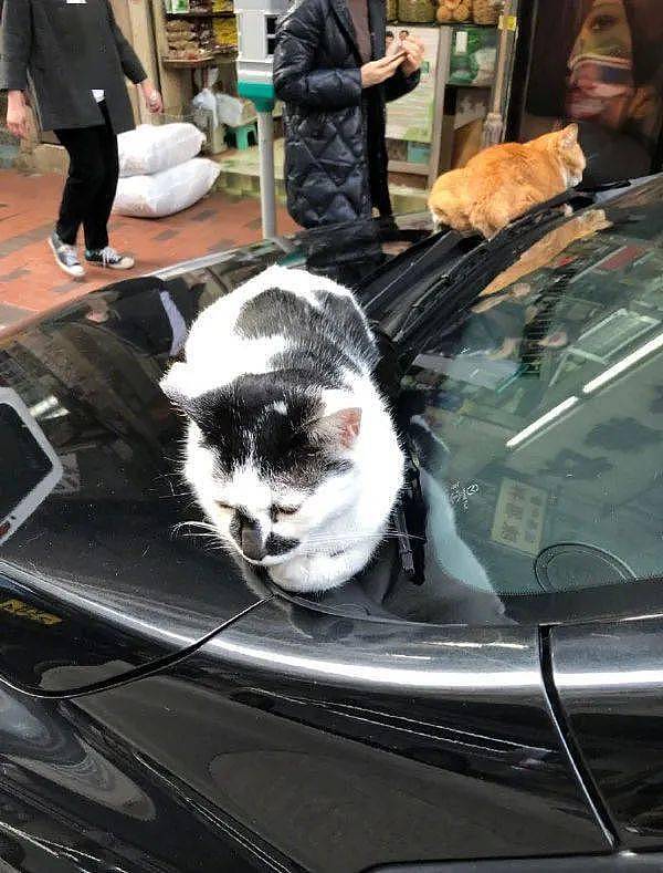 取车时看到两猫趴在车头，赶都赶不走，也不知怎么办才好！ - 5