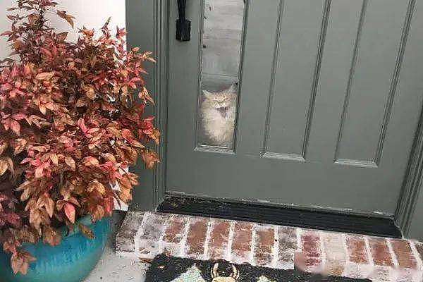 猫每天5点坐门口等拔拔下班，邻居：太酸了，可是他在家上班已经一个月了！ - 7