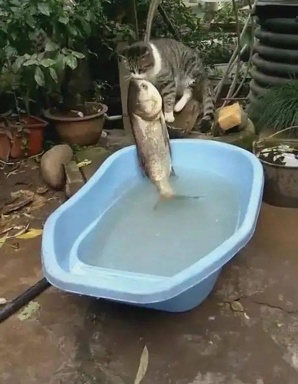 猫咪咬了一条鱼想拖走，鱼儿奋力挣扎逃脱，网友：强烈的求生欲 - 2