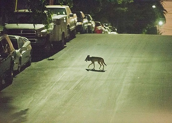 　　洛杉矶的一只郊狼。图片来源：wikipedia