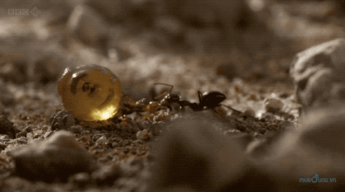　被其他蚁巢打劫的贮蜜蚁。图片来源：BBC