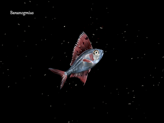 在夜间潜入深水，探索海洋古生物的绚丽 - 9