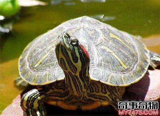 巴西红耳龟并不难饲养 细心照顾勤换水就能存活
