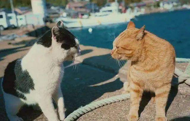两只猫，为爱情大打出手，后相拥掉进海中，同归于尽？ - 3