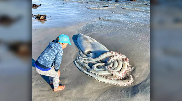 南非海滩出现3.5米长巨型鱿鱼尸体 - 1