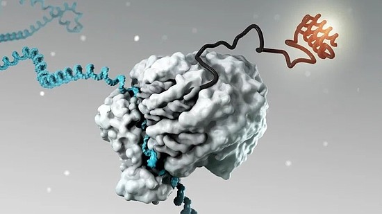 华东理工大学团队开发出光控的RNA开关，有望真正实现精准医疗 - 4