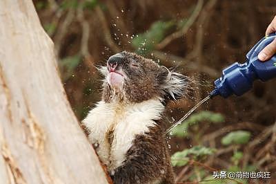 分享动物奇闻趣事、各种各样的的动物见闻，真是大开眼界呀