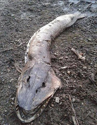 英国湖岸水怪尸体之谜：满口利齿，身长一米五，专家揭秘真实身份