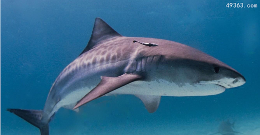 全球最可怕的十大鲨鱼，十大关于鲨鱼的惊悚电影