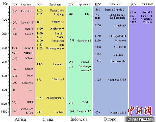 更新世部分古人类颅容量随地质年代变异的地区间比较。　吴秀杰 供图