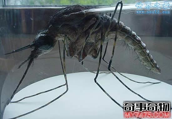 恐怖的吸髓蚊 专以吸食人的脑髓为生 是虚拟生物