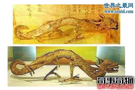 世界上真的有龙吗 龙是真的存在 日本发现真龙标本
