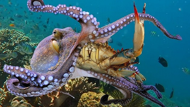 英国呼吁禁止活煮龙虾螃蟹 因为它们能感知疼痛 - 1