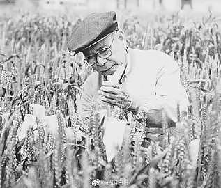 我国小麦遗传育种学科主要奠基人庄巧生院士逝世 - 1