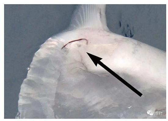 翻车鱼背鳍上的寄生虫 　　图片来自：oceansunfish.org