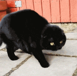 主人逗这只黑猫时，它的头就不会不自觉的摇得跟拨浪鼓似的，好魔性 - 2