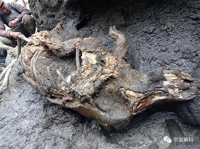 北极出现史前生物尸体，对于人类而言不是好消息 - 4