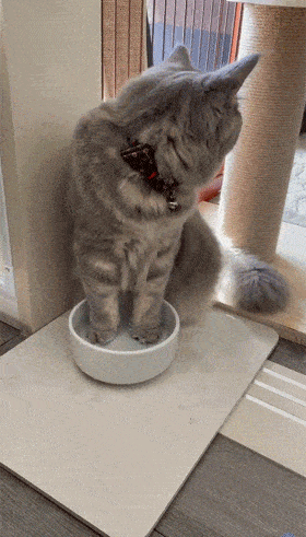 胖猫干净的水不喝，只喝泡过脚的水！网友:这猫口味好重! - 9