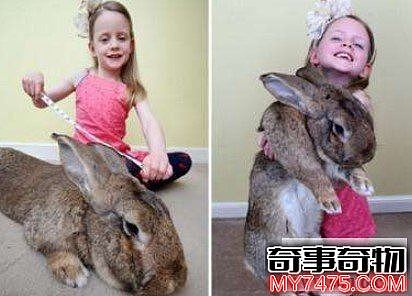 世界上最大的兔子（长1.34米体重达22公斤）
