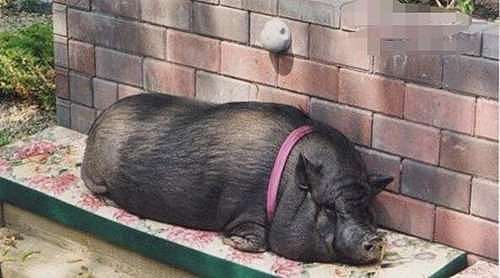 世界上寿命最长的猪（历史上活得最久的猪）