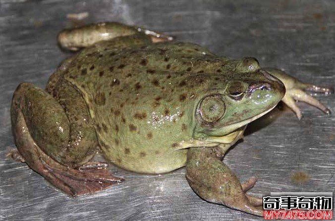 世界上最残忍的巨蛙（能跳近4米高3米远）