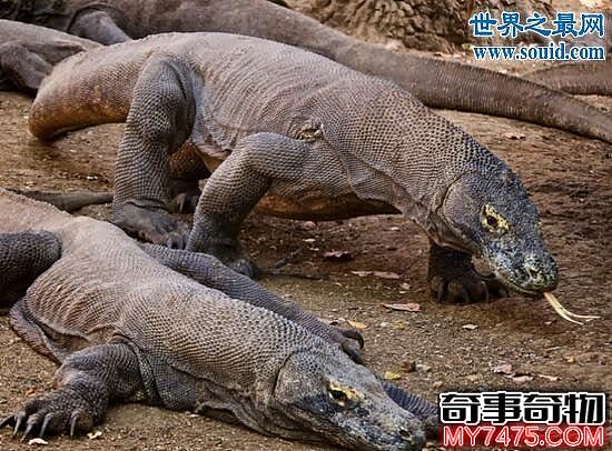 暗影巨蜥 中国一级保护动物 体长180cm