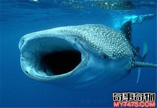 世界上最恐怖的巨口鲨（张开嘴宽约1.5米）