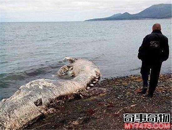 俄罗斯海滩出现神秘怪兽事件
