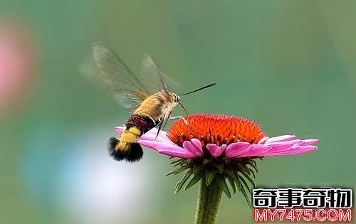 世界上长相最奇特的蛾 被人称为蛾中四不像