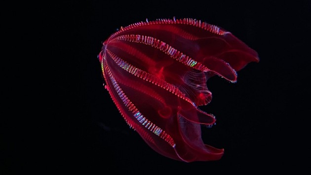 血腹栉水母（Lampocteis）不是真正的水母，而是一种深海栉水母。