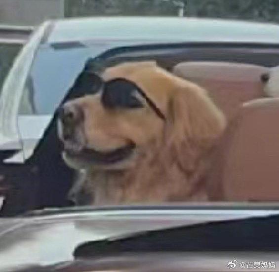 这是川渝狗子特有的松弛感吗，狗狗和他们的专职司机… - 5