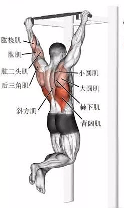 背部训练：5个动作，让你拥有性感美背！ - 1