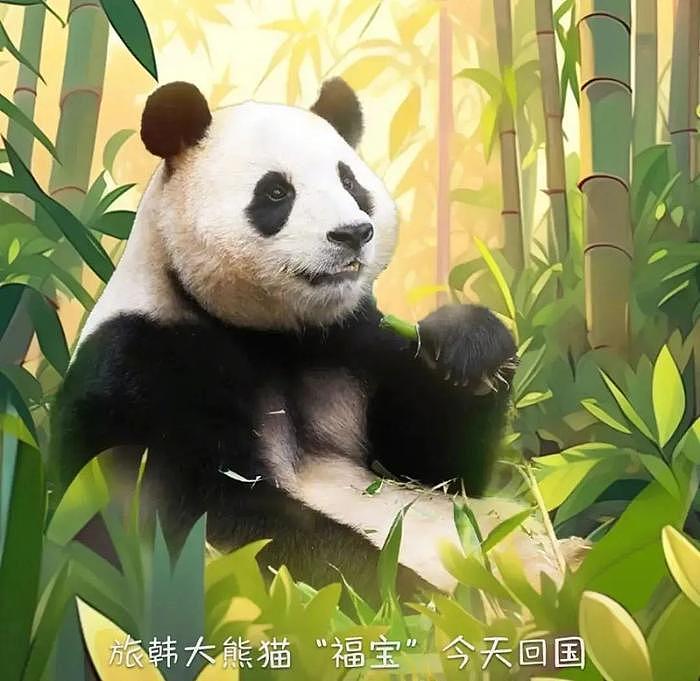 熊猫福宝韩国饲养员装哭惹群嘲，两个摄像师跟拍特写，比韩剧还假 - 24