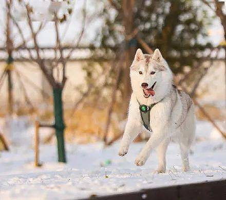 网友带哈士奇到雪地玩，下一秒简直变了一只狗，好美！ - 6