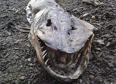 英国湖岸水怪尸体之谜：满口利齿，身长一米五，专家揭秘真实身份