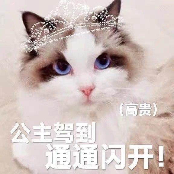 猫王大赛硝烟四起，@刘宇Yu_ 家的“臭豆腐”也不甘示弱！ - 3