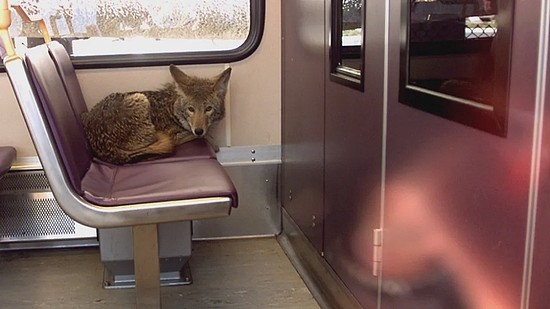 　2002年被拍到在美国俄勒冈州波特兰市搭乘轻轨的郊狼，这只目测逃票了。图片来源：Dennis Maxwell/AP