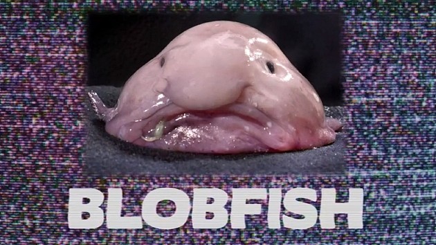 水滴鱼曾被称为世界上最丑陋的动物之一。