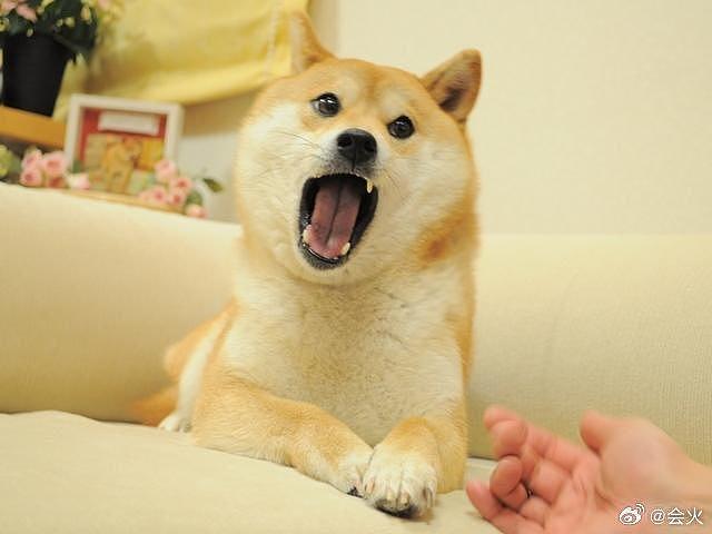 据外媒，著名表情包“doge”的原型柴犬Kabosu去世 - 3