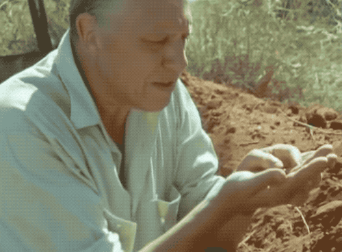 　大卫·艾登堡吃蜜蚁。图片来源：BBC